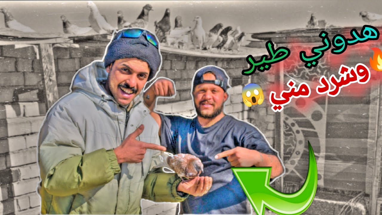 هديه طير الاليف🕊️وشرد مني وعجايب بس7طيور وصار عنده اكثرمن40