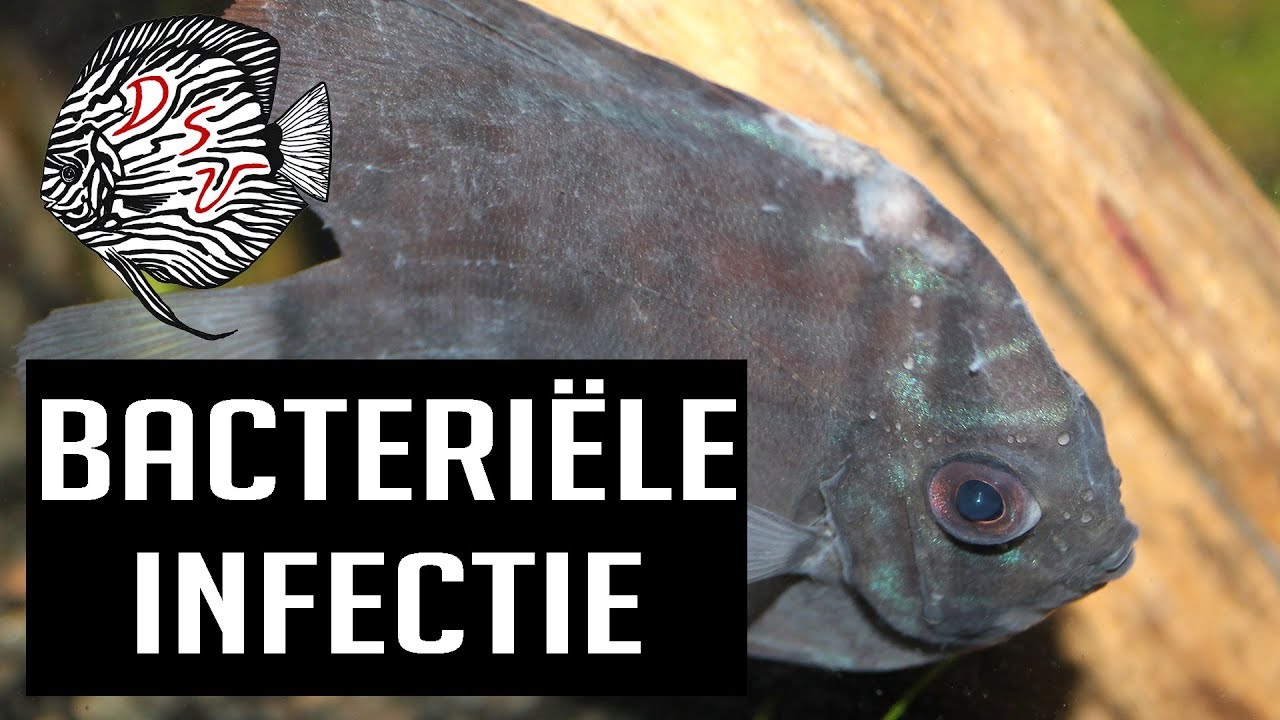 Bacteriële infectie bij aquariumvissen: herkennen, genezen, voorkomen | Aquarium Sunshine Valley