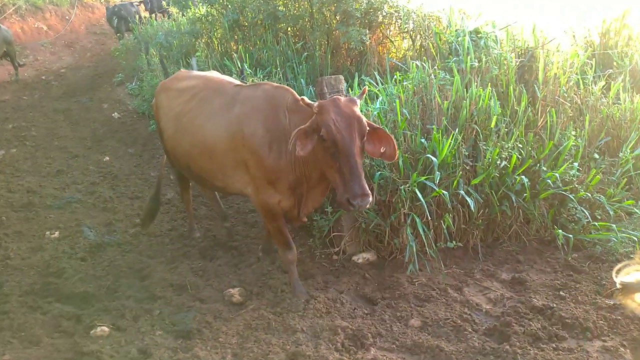 Indo buscar as vacas no pasto para a ordenha. Cadê a ponta fina?