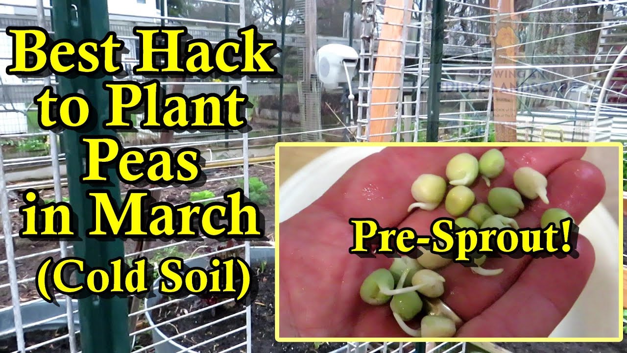 Increase Pea Planting Success by Pre-Sprouting Your Peas indoors: Plant Them in Early March!