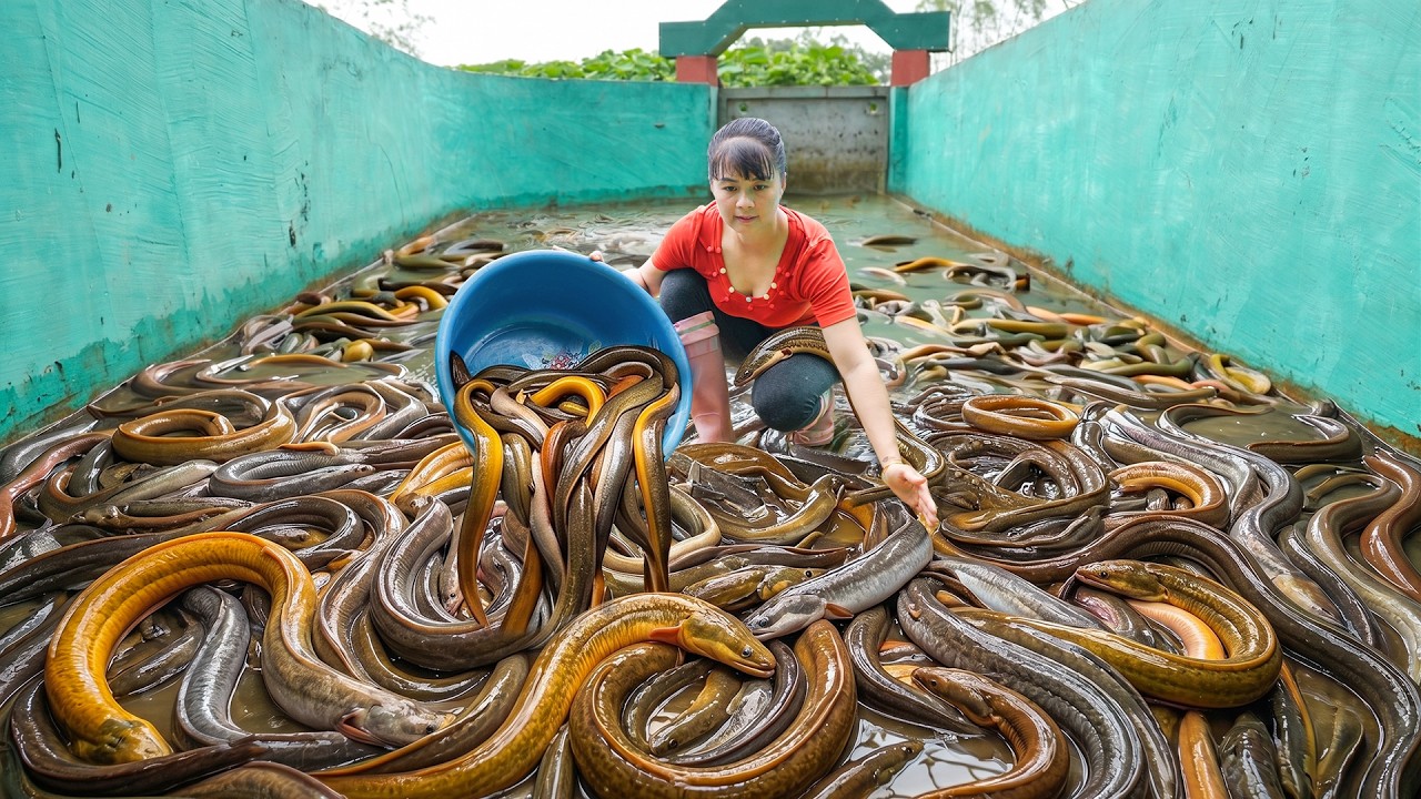 Harvesting Lots Of Eel Raised in Tanks from Ly Phuc Nhi's Farm, Go To Countryside Market Sell