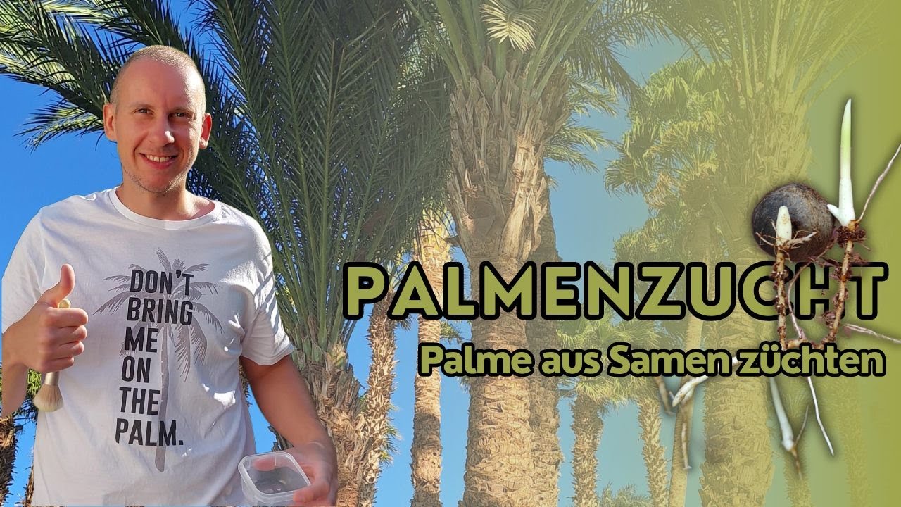 Palme aus Samen züchten - Palmenzucht Teil 1
