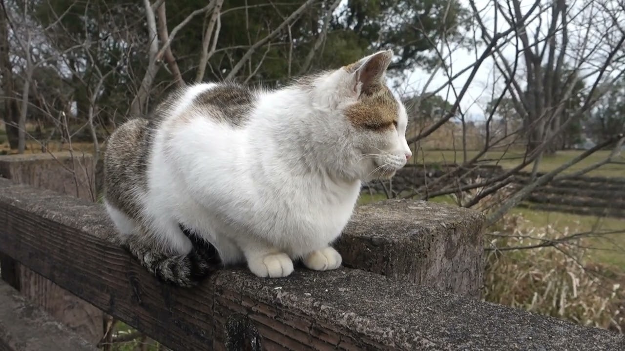 【Cat Video】 meowmeow Happy #cat  #cats  #cute
