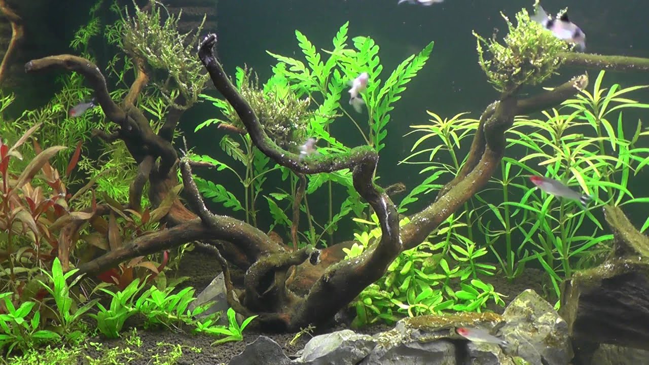 8  Walczymy z glonami  Rhizoclonium nitkowate wata  odc 2