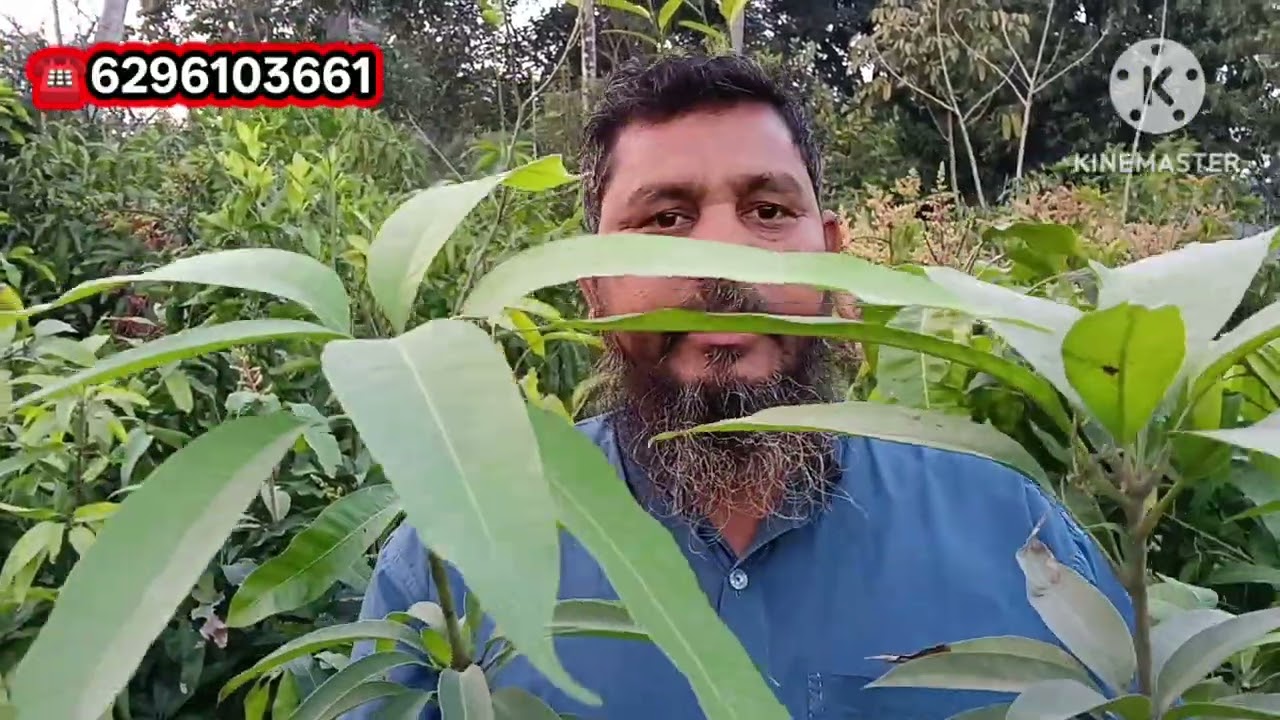  बाहर का वैरायटी फिलवर्क साथ हेल्दी प्लांट चाहिए न्यू सुहाना नर्सरी पर मिलेगा 