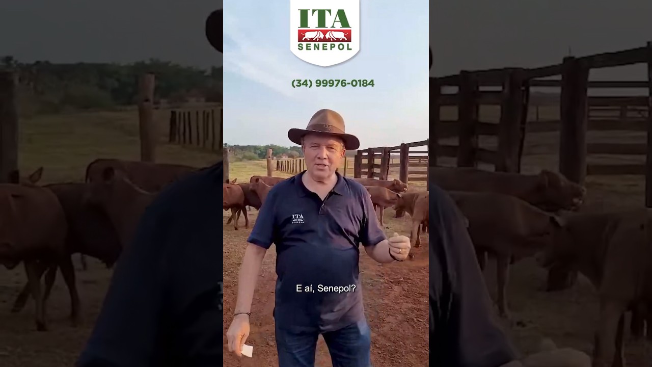 Vacas prenhes dispon&iacute;veis no Projeto Catira do Ita Senepol! 🤠
