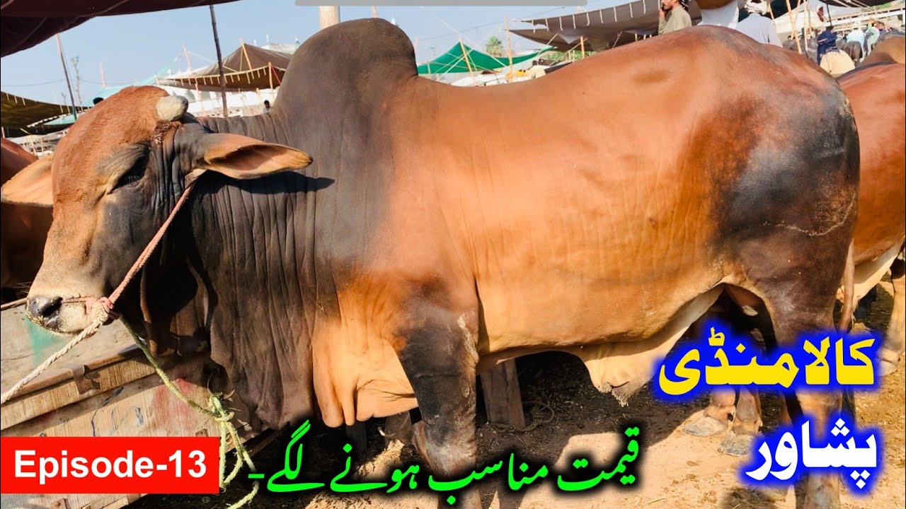 Nasirpur & Arbab Mandi Peshawar 2023 | Peshawar Kala Mandi Latest Updates | MMP Epi-13