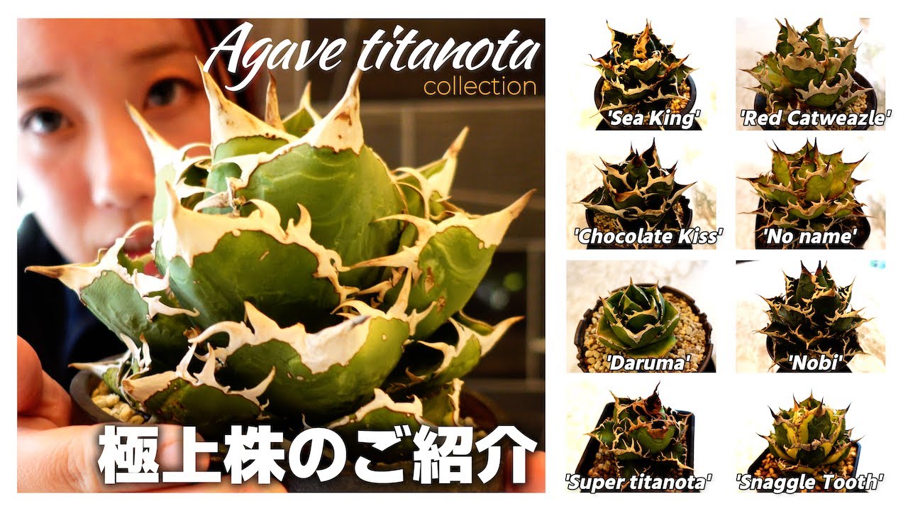 【アガベ極上株】チタノタコレクション株9選の育成環境も合わせて紹介！【Agave titanota】