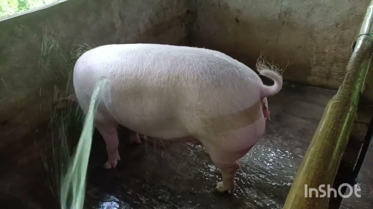 Pagpapaligo kay wendy + naglalandi na sya...