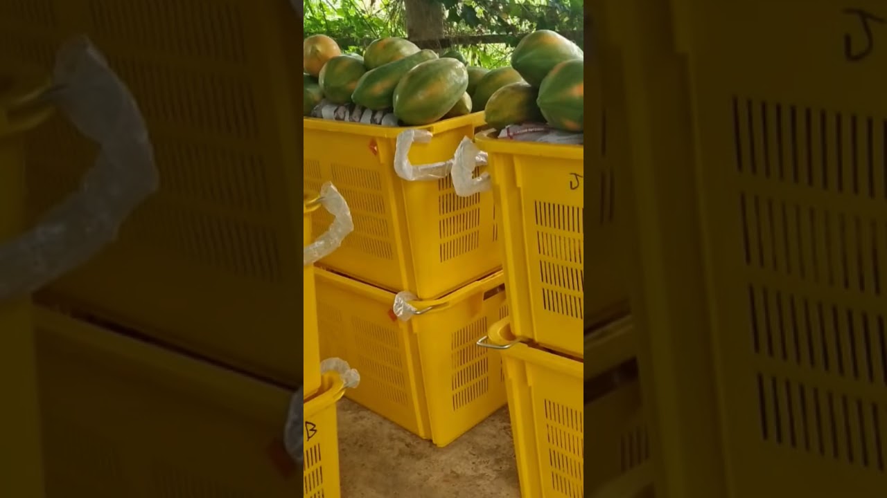 Fruit handling #postharvest #fruits #food