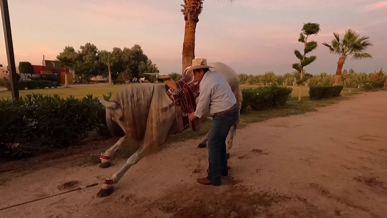 ¡Ya no batalles para subirte a un Caballo! - Como enseñarle a estirar o alagartada a tu Caballo
