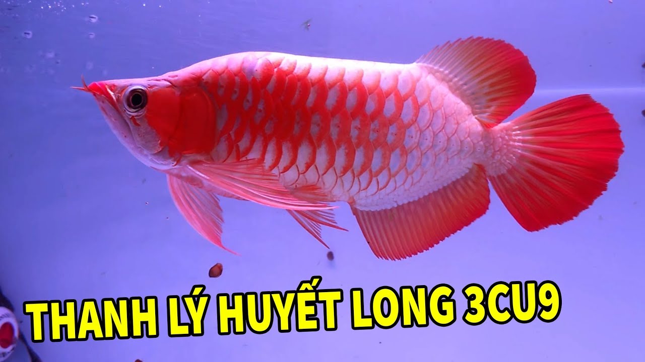 Review Phi Phụng Kumpai Siêu Khủng, Tly Huyết Long Lúa Chỉ 3cu9 | Rồng Cần Thơ 