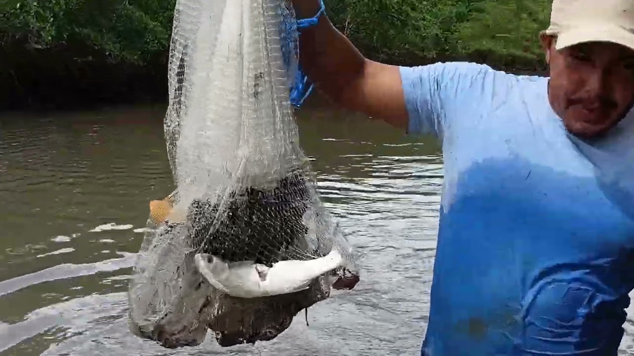 Hoje eu fui pesca de dois jeito fui botar a rede no garapé apoitada e fui pesca de tarrafa