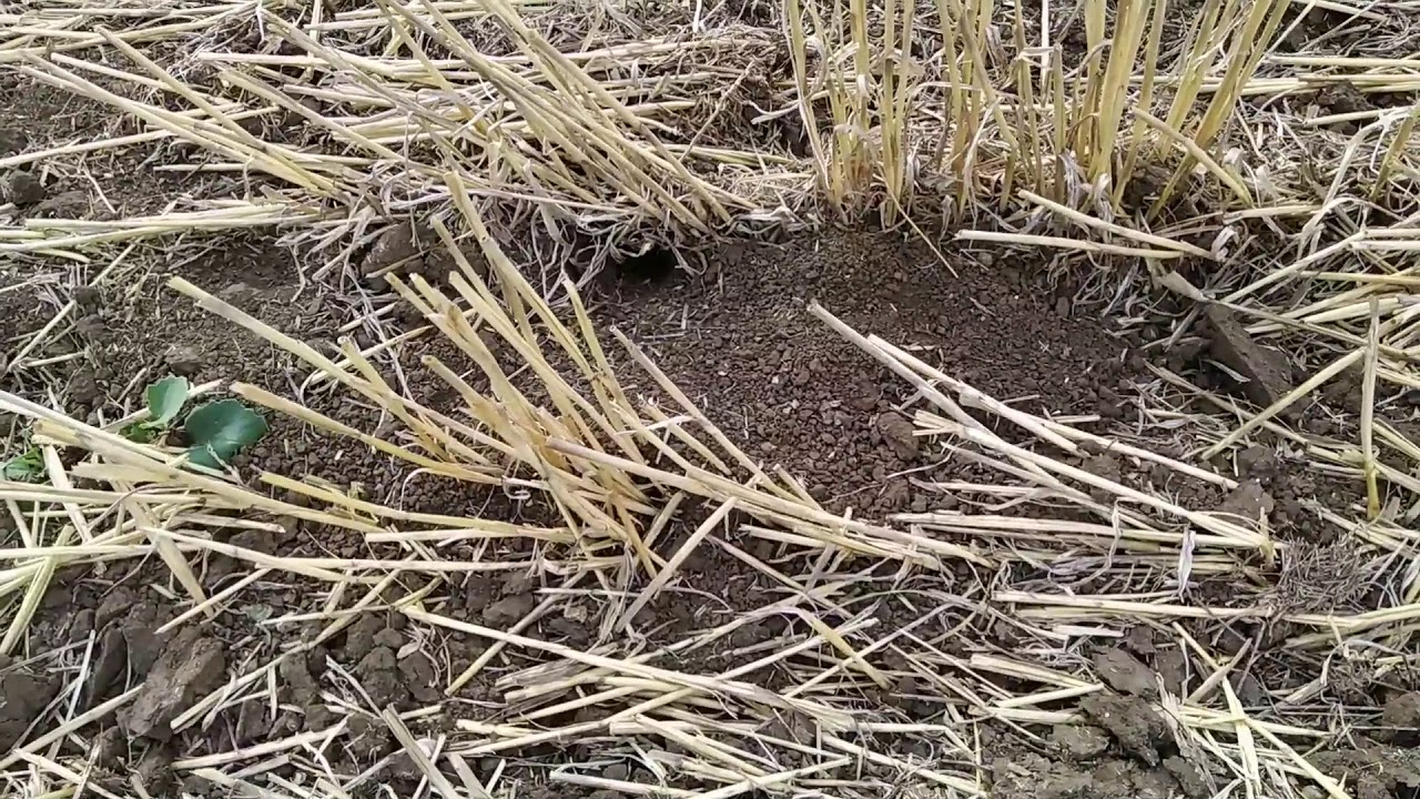 04.09.2019. Озимый рапс в технологии NO-TILL!