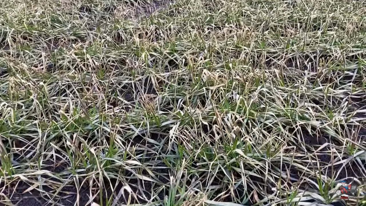 Внесение селитры разбрасывателем «AMAZONE»!)