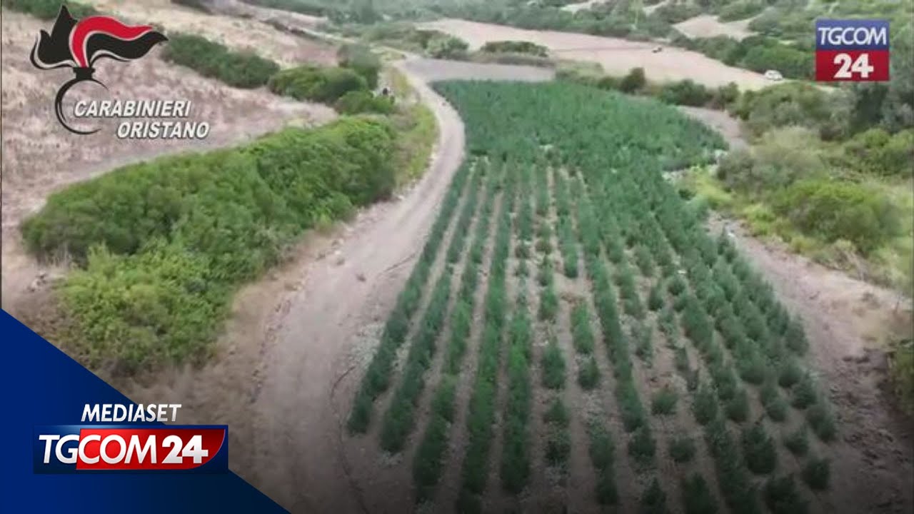 Oristano, scoperta coltivazione di marijuana: otto arresti
