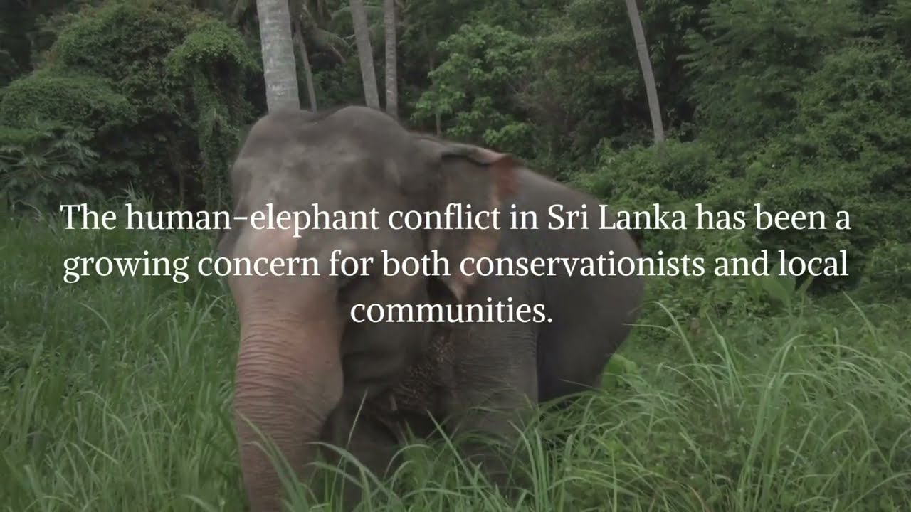 Human - elephant conflict in Sri Lanka