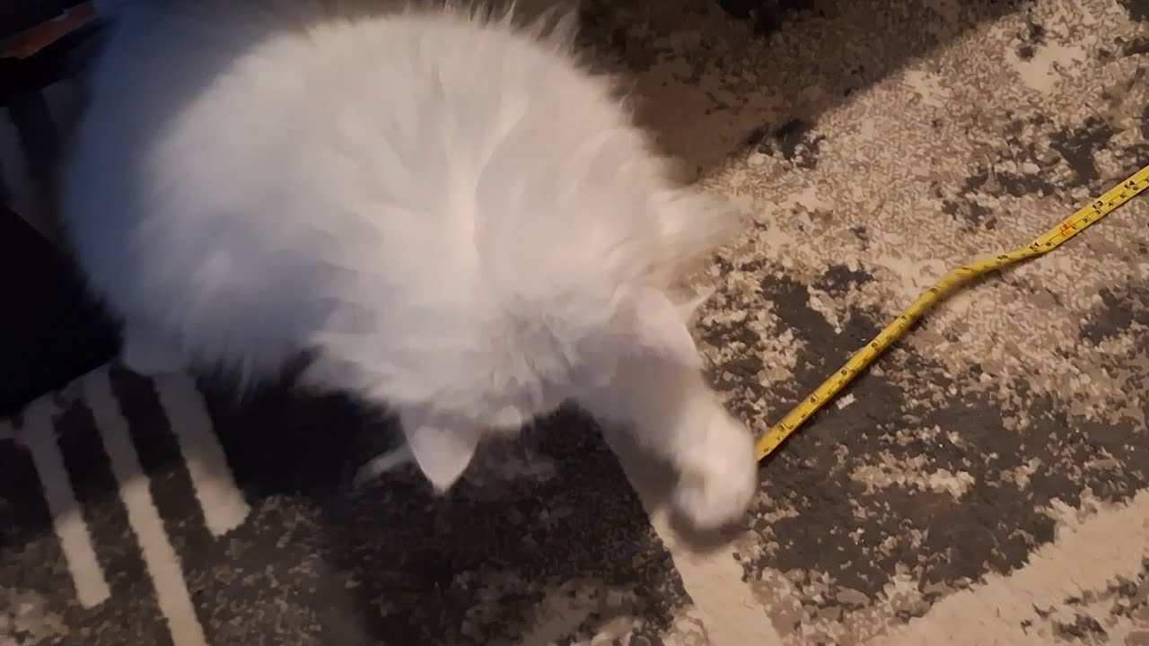 Когда пытаешься измерить расстояние, когда рядом кошка 😸