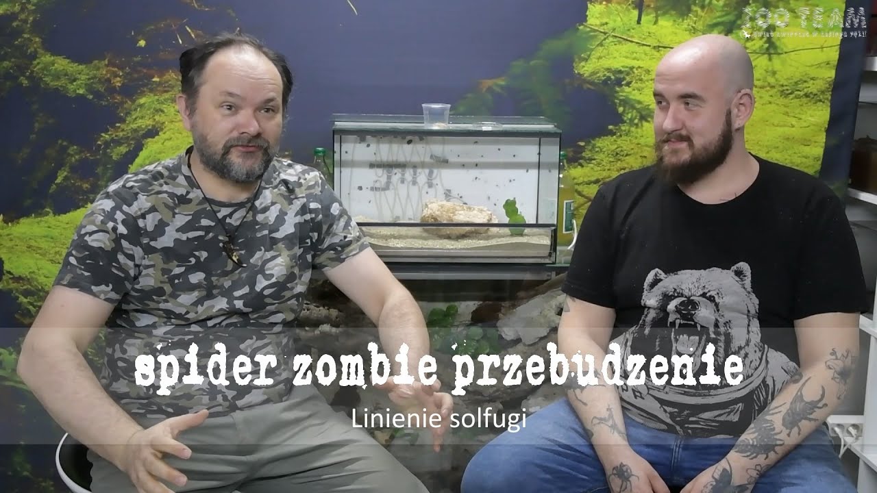 spider zombie przebudzenie - linienie solfugi