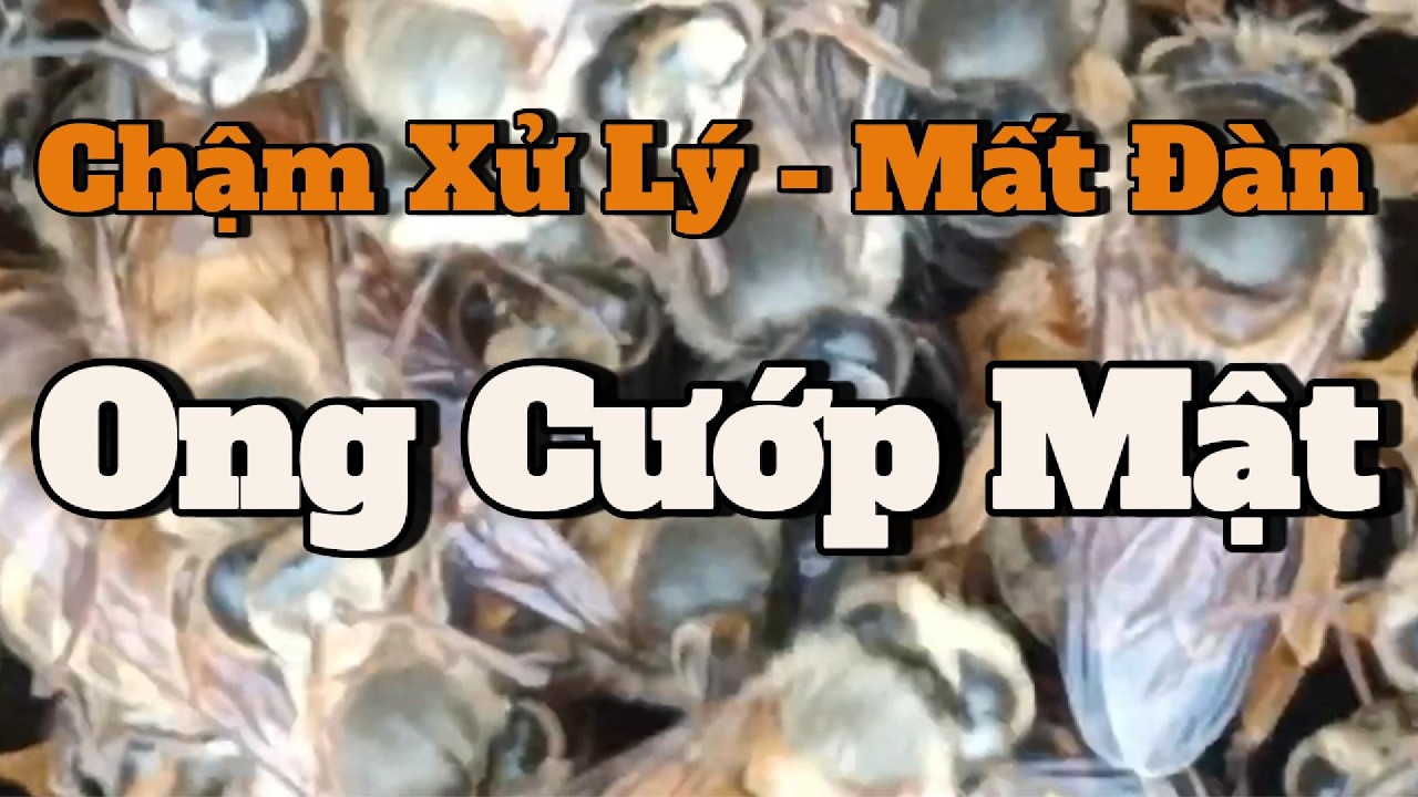 Ong cướp mật – Sai một bước là mất cả đàn | Kỹ thuật xử lý & rủi ro thật trong nuôi ong