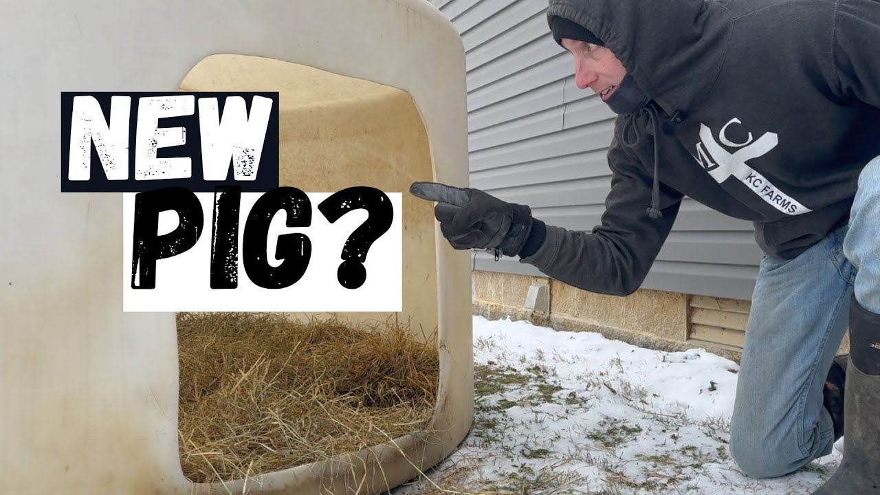Pig Care In WINTER Is Not As Hard As You Think!