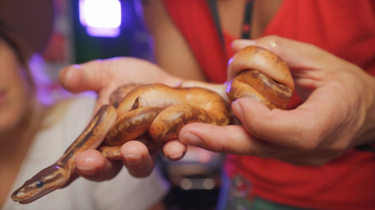 We hatched MORE SUNSET BALL PYTHONS!