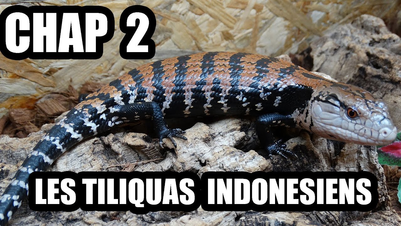 chapitre 2, les tiliquas indonésiens.