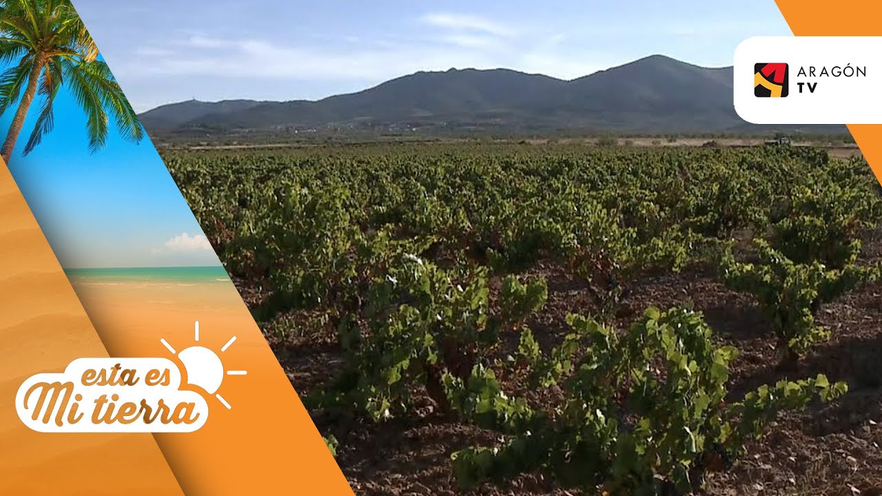Comienza la vendimia en el Campo de Cariñena