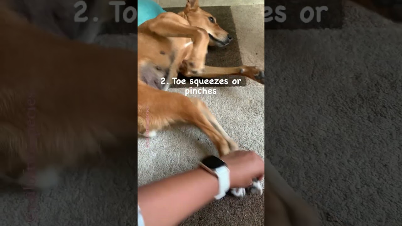 Different types of physiotherapy you can do at home for your paralyzed dog or animal