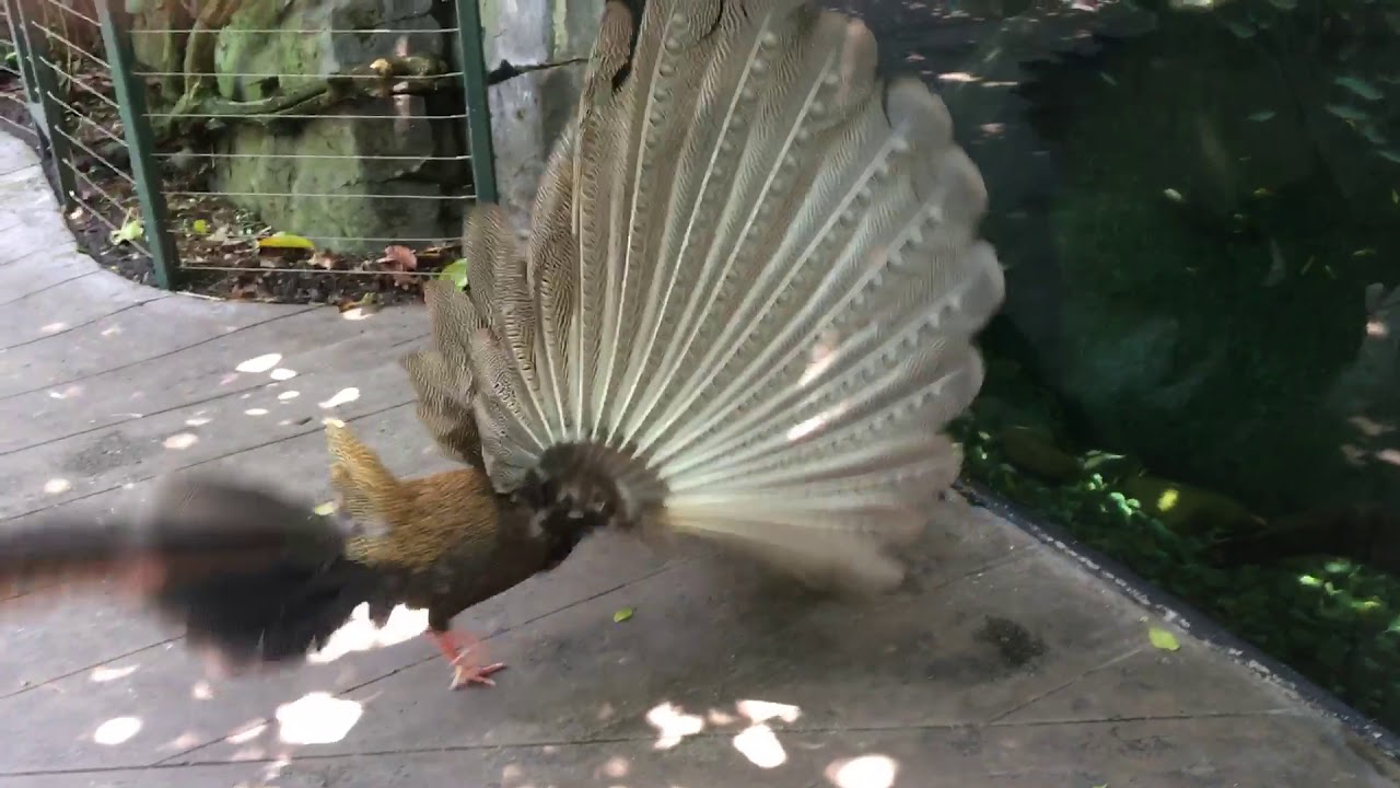 Great Argus Pheasant Mating Dance