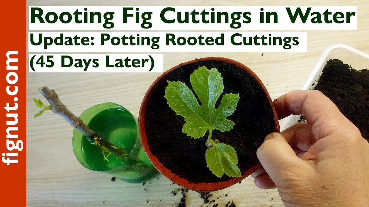 Rooting Fig Cuttings in Water (Update: Potting Rooted Cuttings - 45 Days Later)