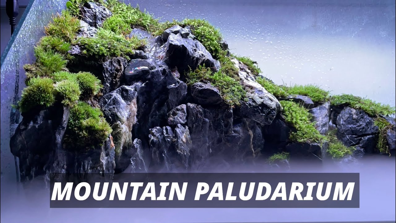 Creating a Realistic Mountain Paludarium, aquascaping/리얼 마운틴 팔루다리움 만들기, 수조 레이아웃/테라리움
