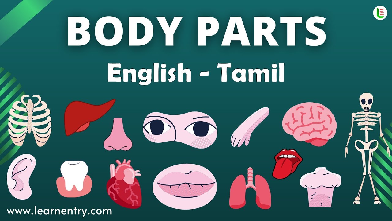 Body Parts Name in English and Tamil | Body Parts Vocabulary English to Tamil - Learn Entry