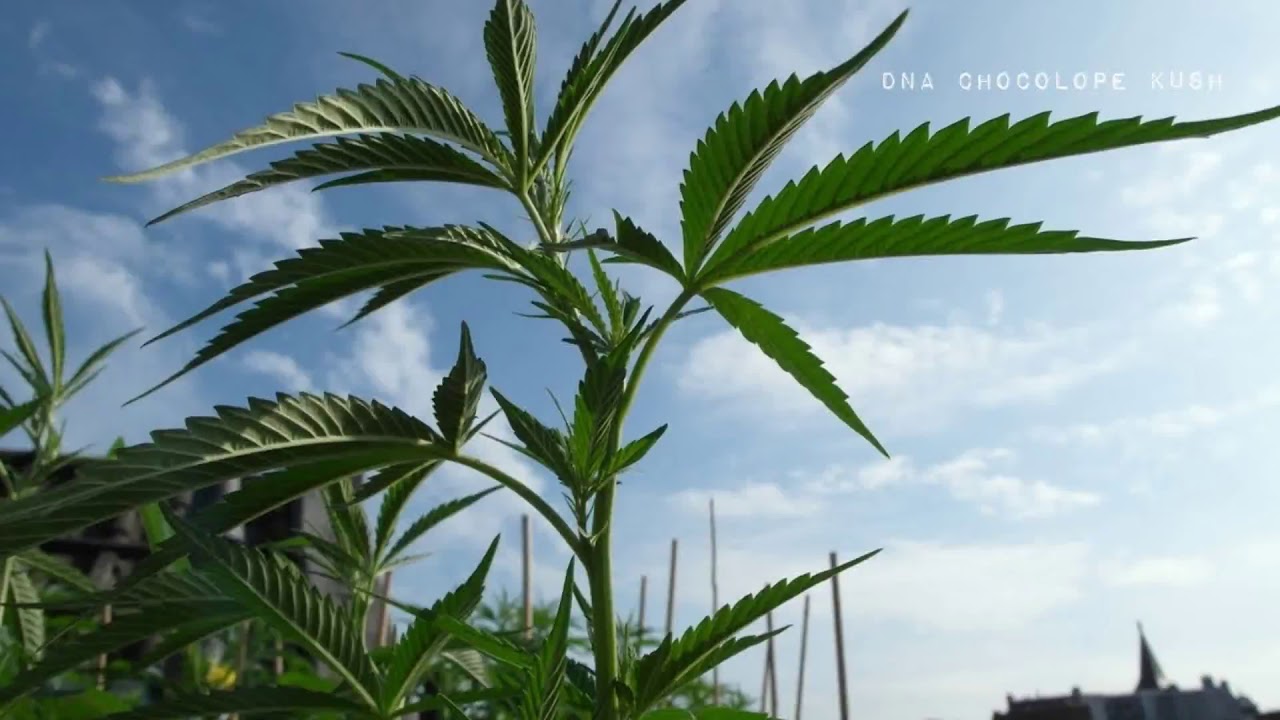 #weedEffect