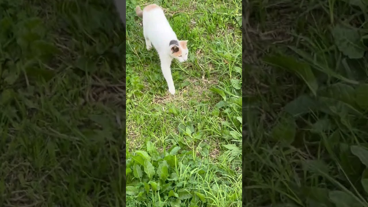 So cute Moroccan cat trying to catch something #cute #cat #pets #petlover #kitty