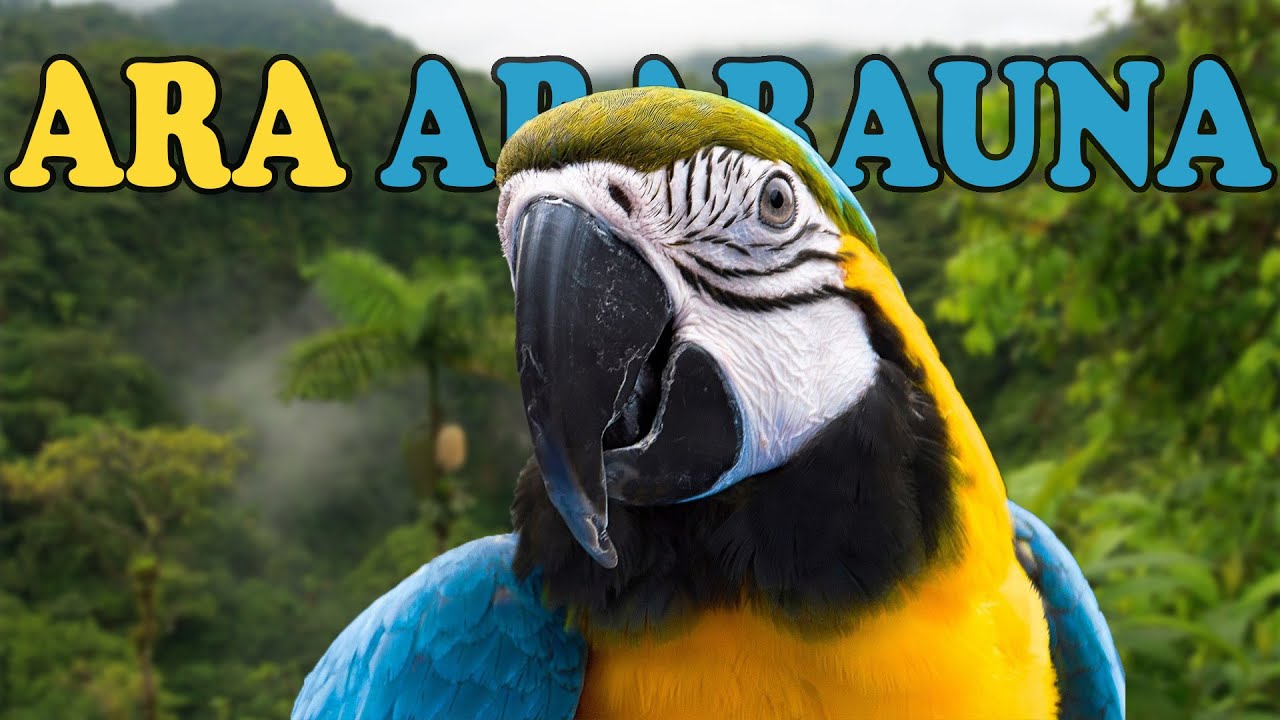 Cosa Ne Penso dell' ARA ARARAUNA