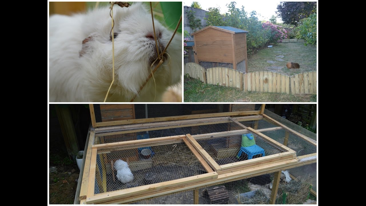 Le nouvel habitat et enclos des cochons d'Inde ღ