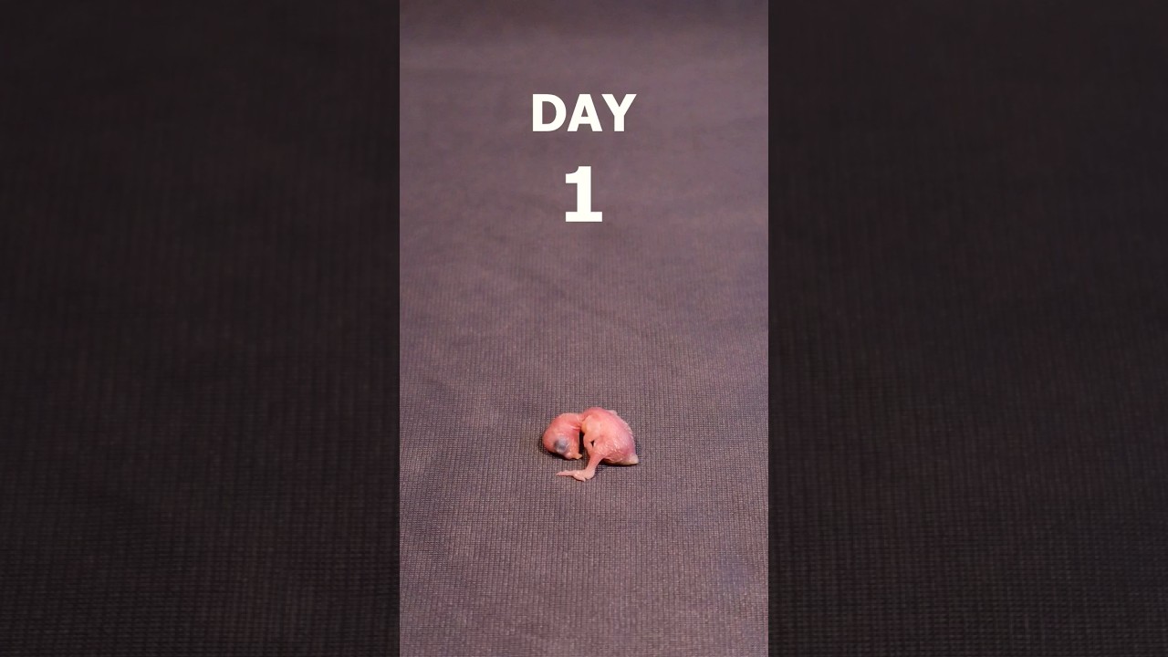 Budgie chick 1-21 days growth stages