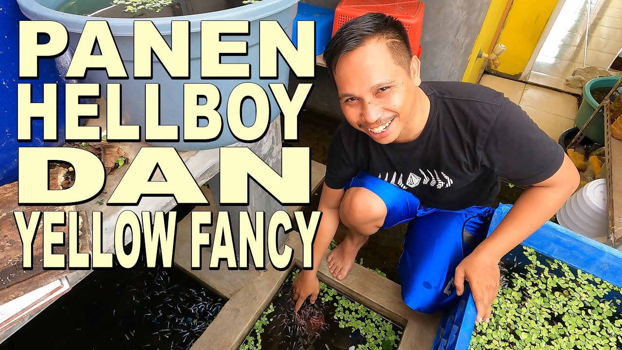 PANEN HELLBOY YELLOW FANCY DAN HALFMOON MULTY   BAGOR BETTA 86