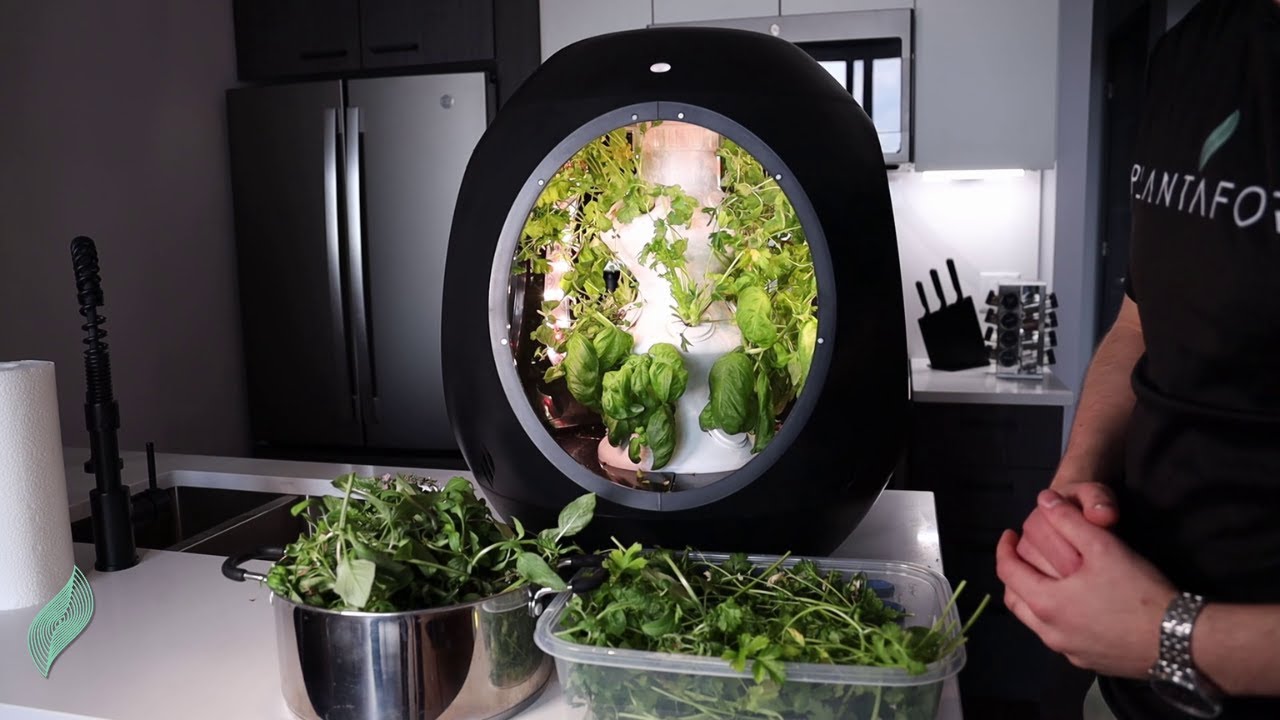 How To: Prune Your Plantaform Herbs