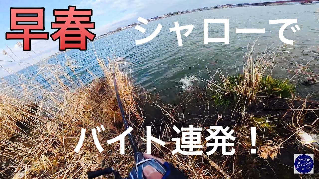 2月の霞ヶ浦　早春到来！寒くても風の当たるシャローを狙う！