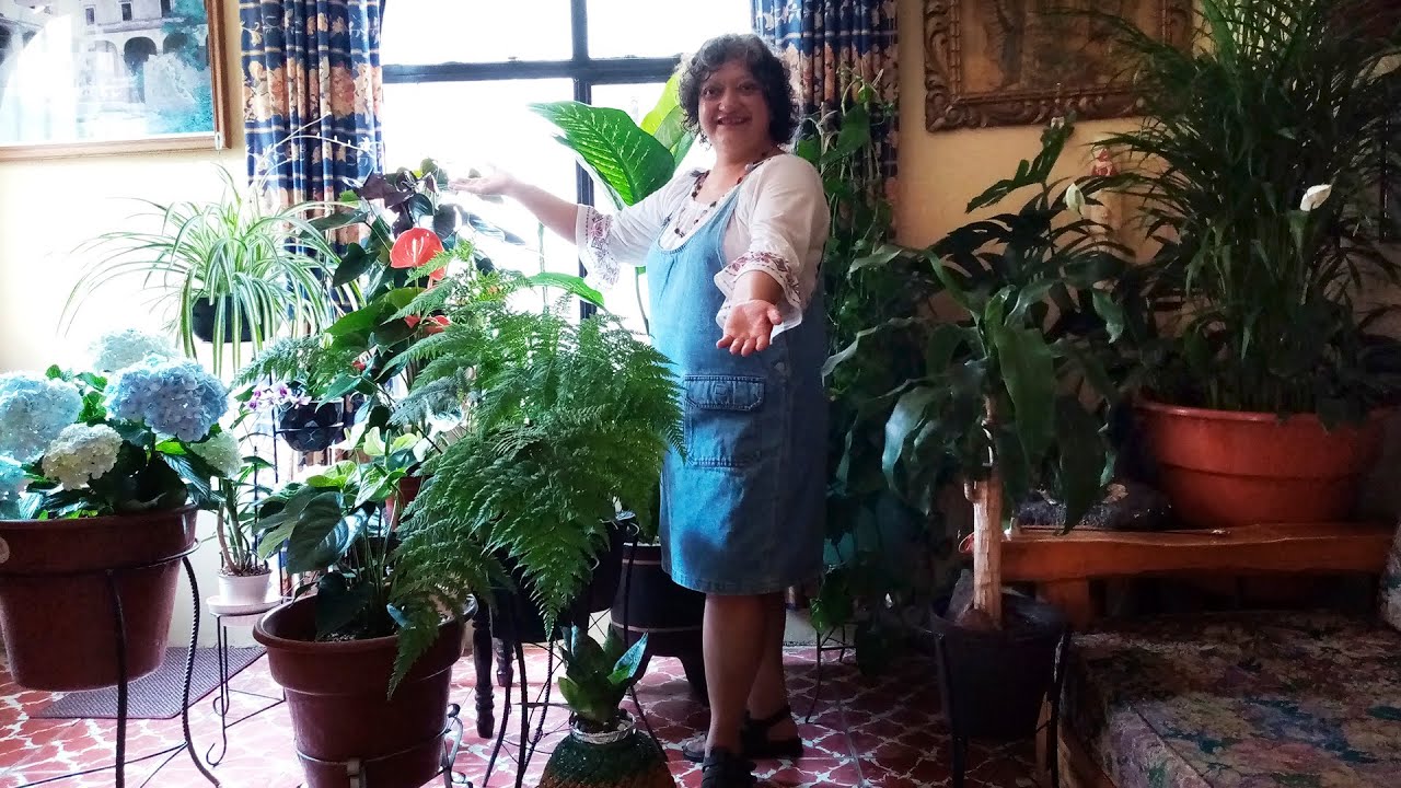 Plantas de Interior, como yo las cuido