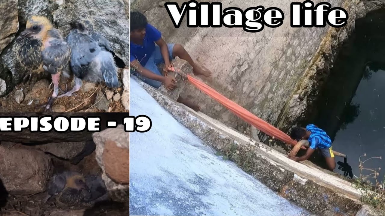 Village Life/Episode 19/கிணற்றில் இறங்கி புறா பிடித்தல்/with Sivani's Family