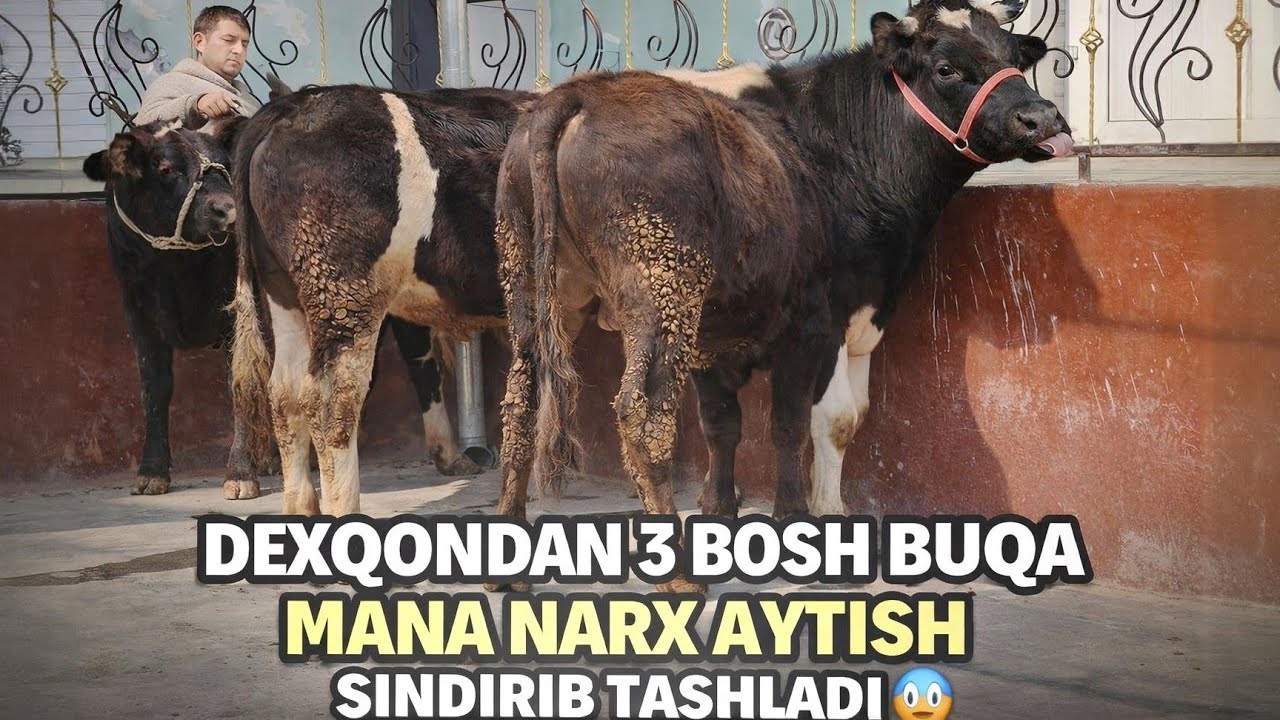 DEXQONDAN 3 BOSH BUQA😱 BITTA GOLSHTEYN 🔥GUNAJIN NARXLAR SINDI TEZ KÓRING ULGURIB QOLIN🤩 12 март 2026
