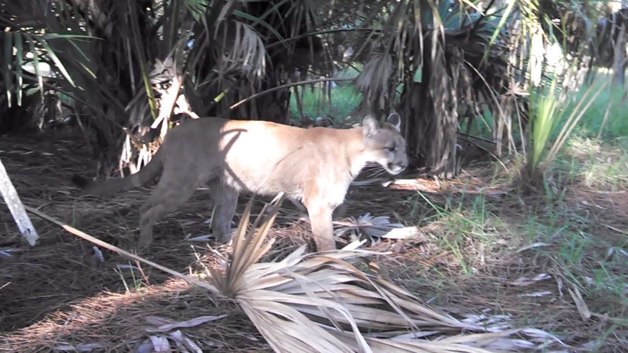 Panther Face Off (edited)