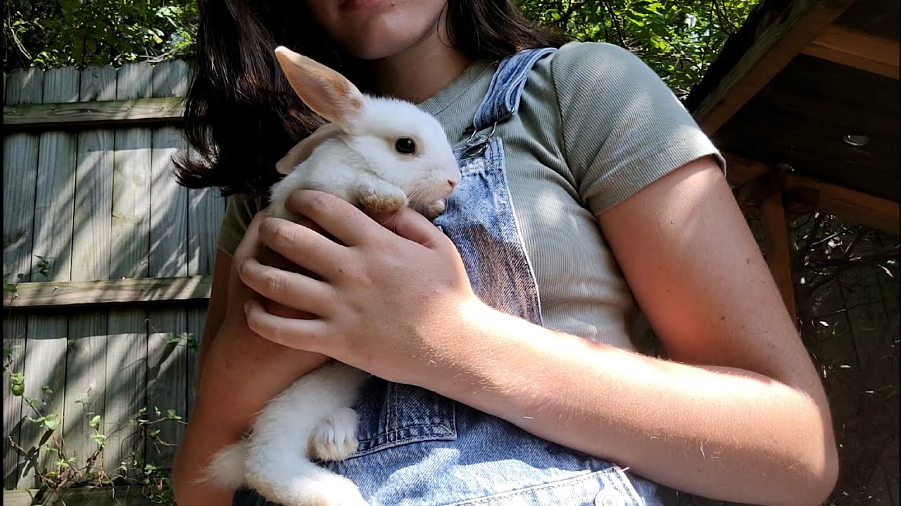 getting another bunny :)