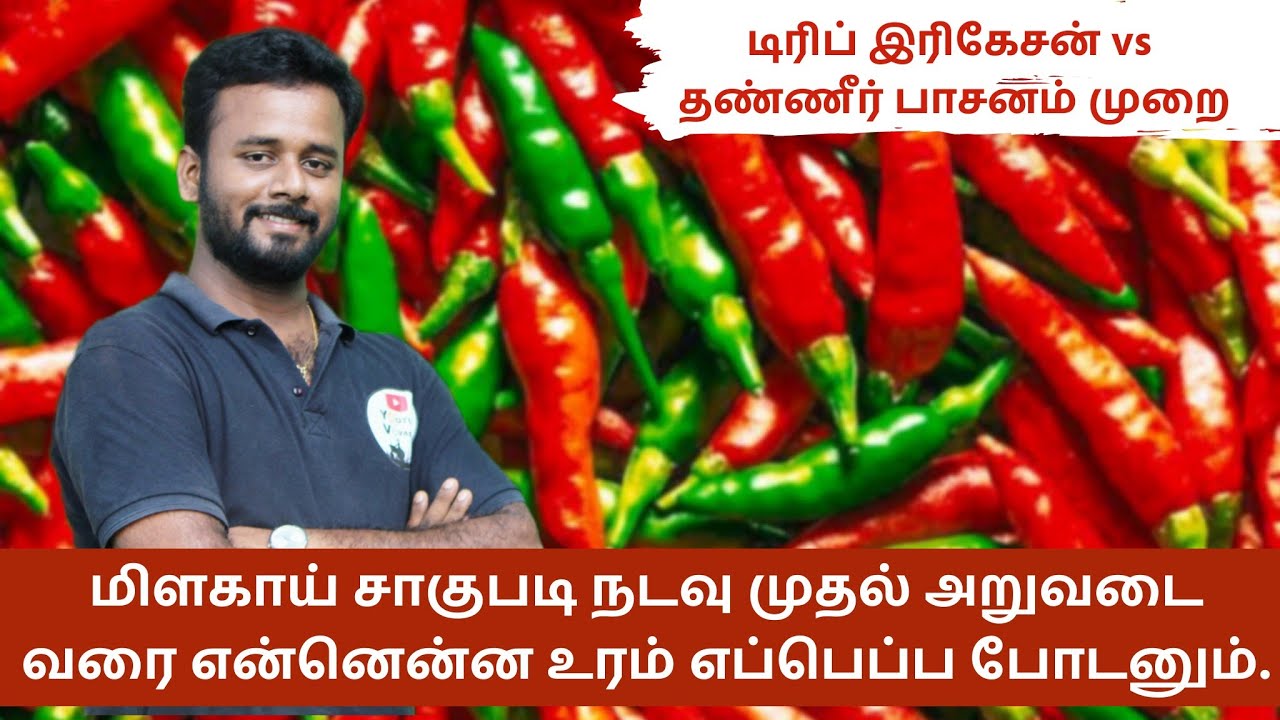 chilly Fertilizer management -மிளகாய் நடவு முதல் அறுவடை வரை என்னென்ன உரம் போடனும் எப்பெப்ப போடனும்?