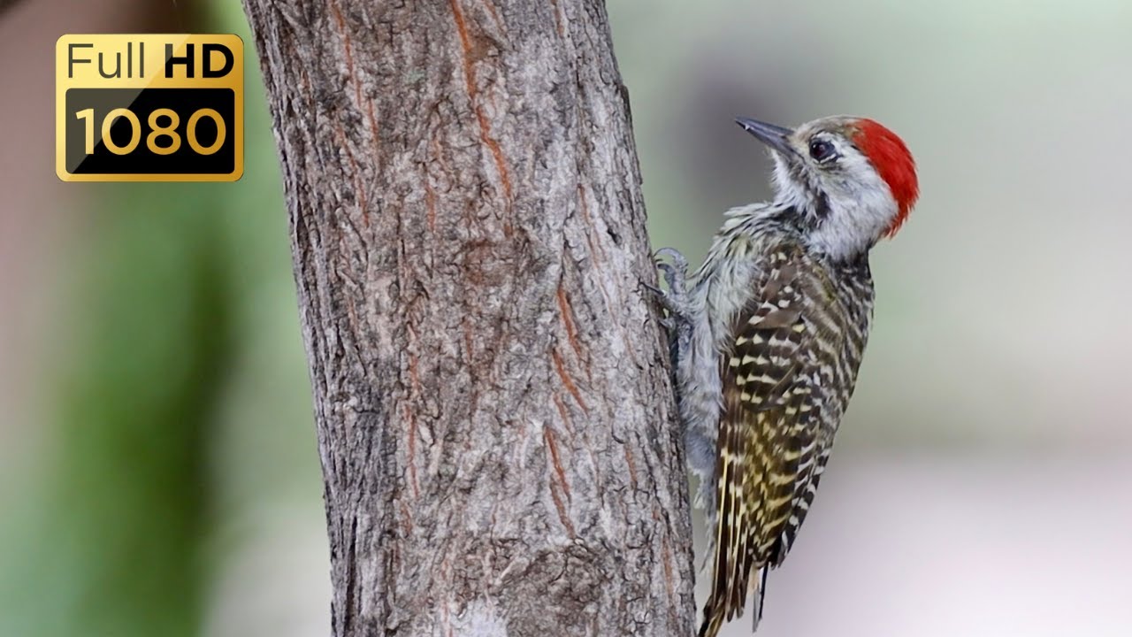 Incredible South African Birds: A Stunning Compilation From Kruger Park (Part 4)