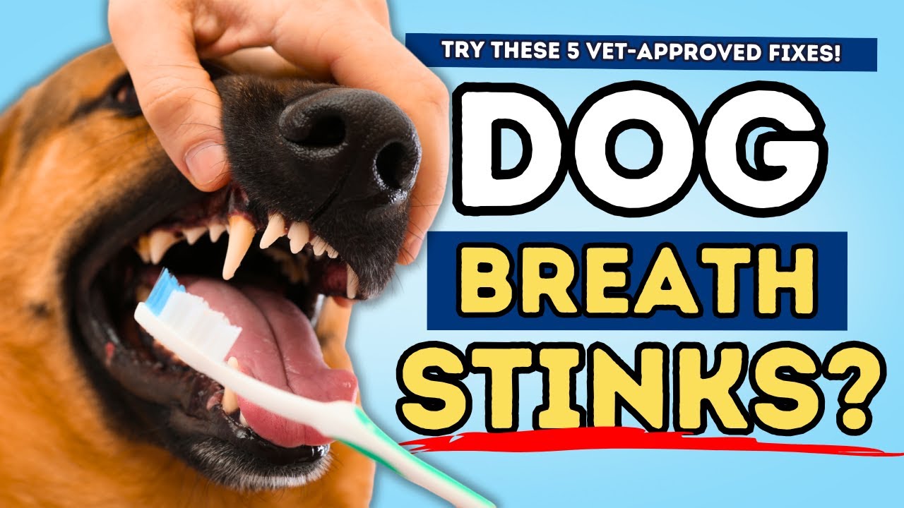 How to Treat Your Dog&rsquo;s Dental Problems: 5 Simple Solutions