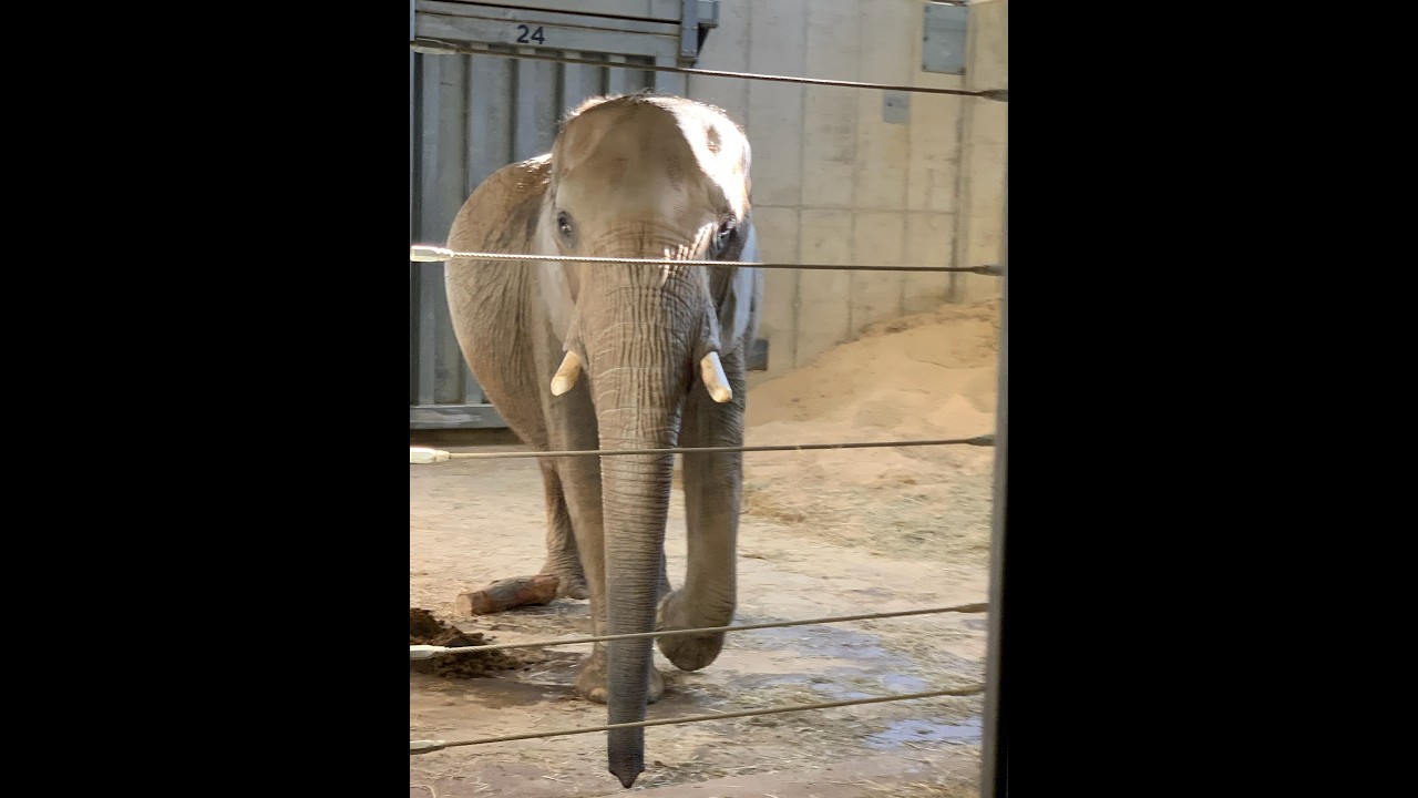 Cleveland Zoo elephant wash